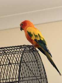 Found Conure