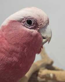 Found Galah Cockatoo