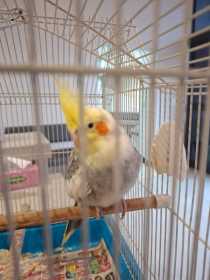 Found Cockatiel