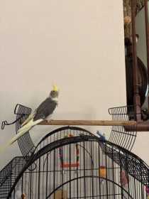 Found Cockatiel