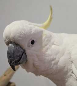 Found Cockatoo