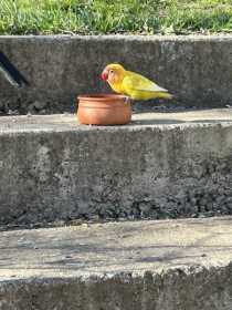 Found Lovebird