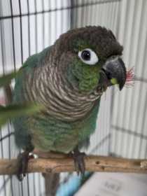 Found Conure