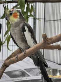 Found Cockatiel