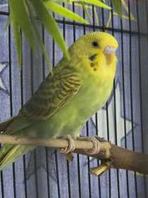 Found Budgerigar