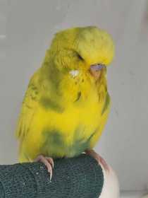 Found Budgerigar