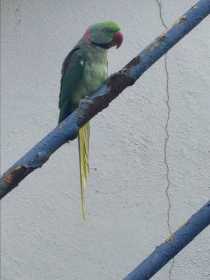 Found Alexandrine
