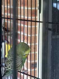 Found Budgerigar