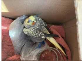 Found Cockatiel