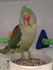 Found Alexandrine