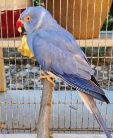 Found Indian Ringneck Parakeet