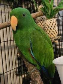 Found Eclectus