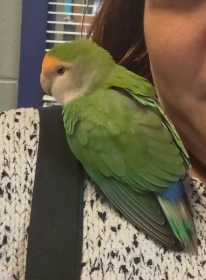 Found Lovebird