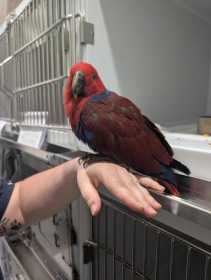 Found Eclectus