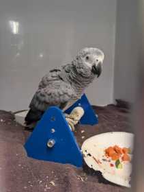 Found African Grey