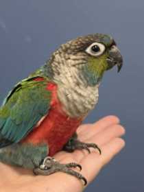 Found Conure