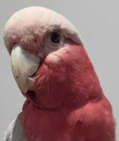 Found Galah Cockatoo