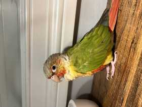 Found Conure