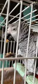 Found African Grey