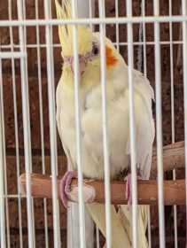 Found Cockatiel