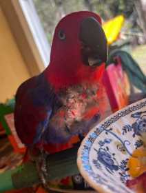 Found Eclectus