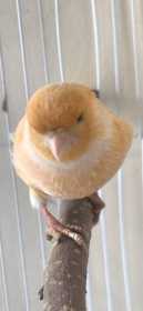 Found Canary