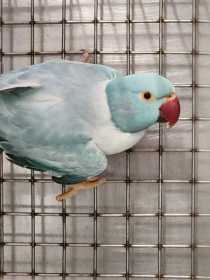 Found Indian Ringneck Parakeet