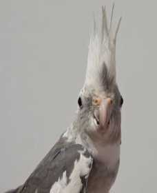 Found Cockatiel