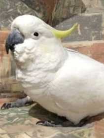 Found Cockatoo