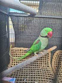 Found Alexandrine