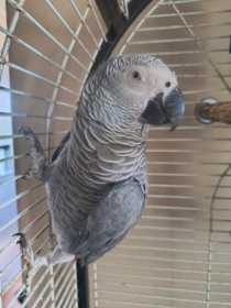 Found African Grey