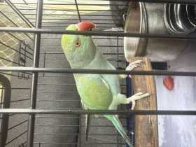 Found Indian Ringneck Parakeet