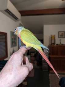 Found Conure