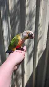 Found Conure
