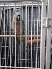 Found Derbyan Parakeet
