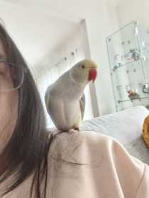 Found Indian Ringneck Parakeet