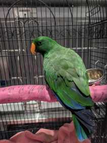 Found Eclectus