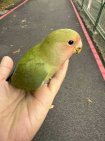 Found Lovebird