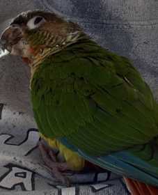 Found Conure