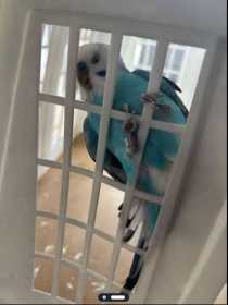 Found Budgerigar