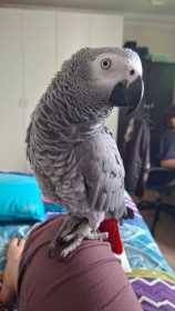 Found African Grey