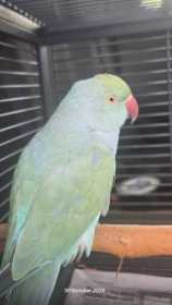 Found Indian Ringneck Parakeet