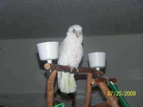 Lost Cockatoo