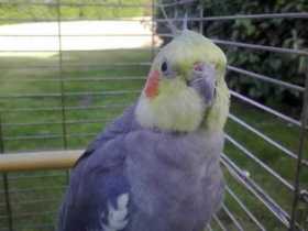 Lost Cockatiel