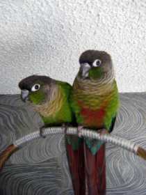 Lost Conure