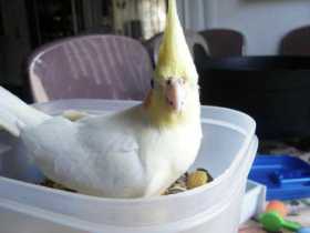Lost Cockatiel