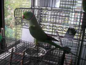 Lost Indian Ringneck Parakeet