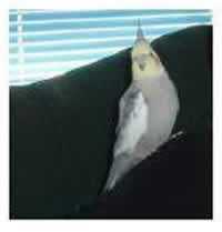 Lost Cockatiel