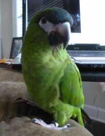 Lost Macaw