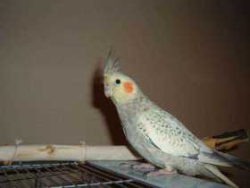 Lost Cockatiel